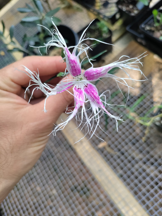 Dianthus 'Dancing Geisha' - Dianthus isensis