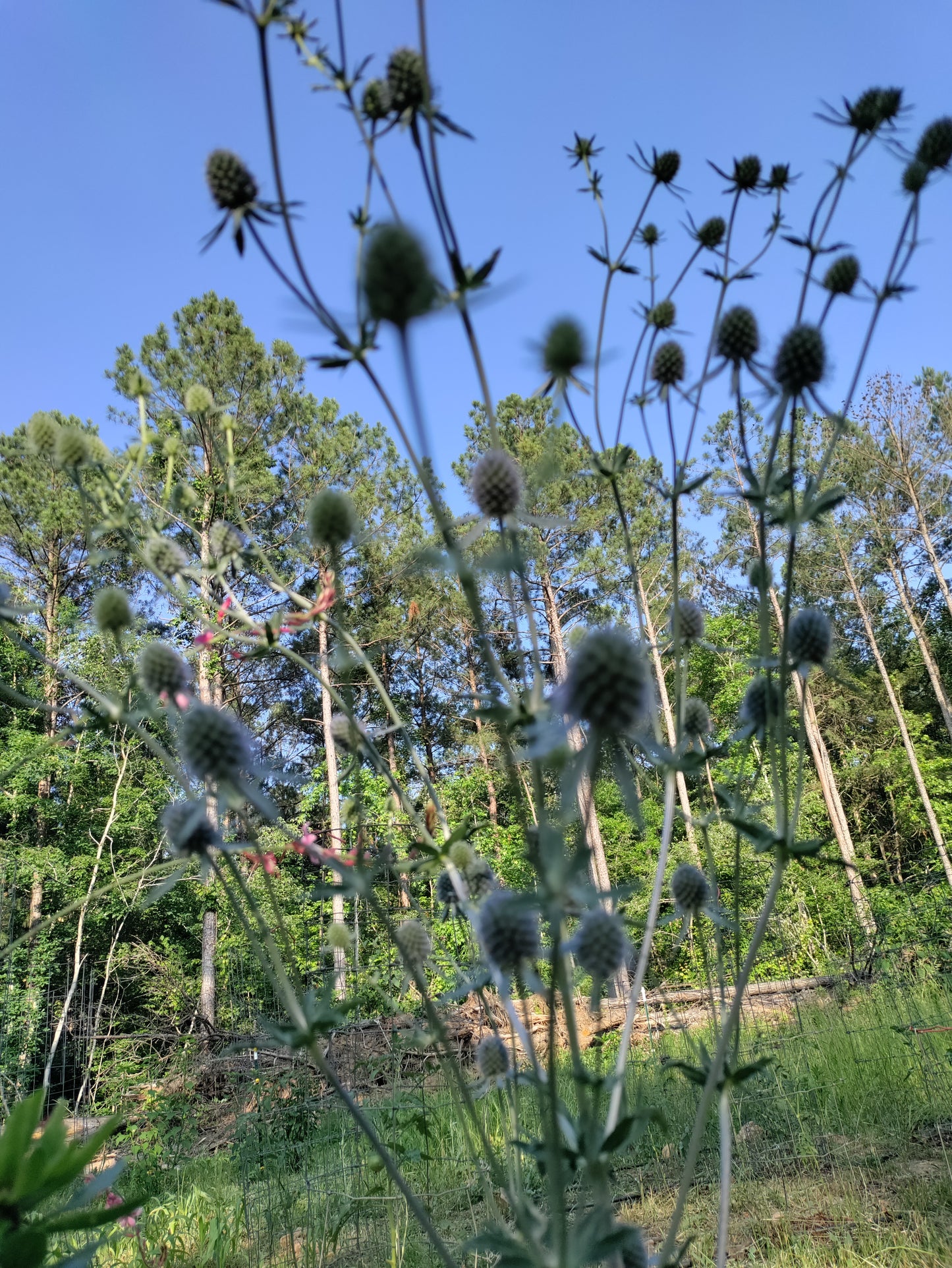 Sea Holly plant - Eryngium planum