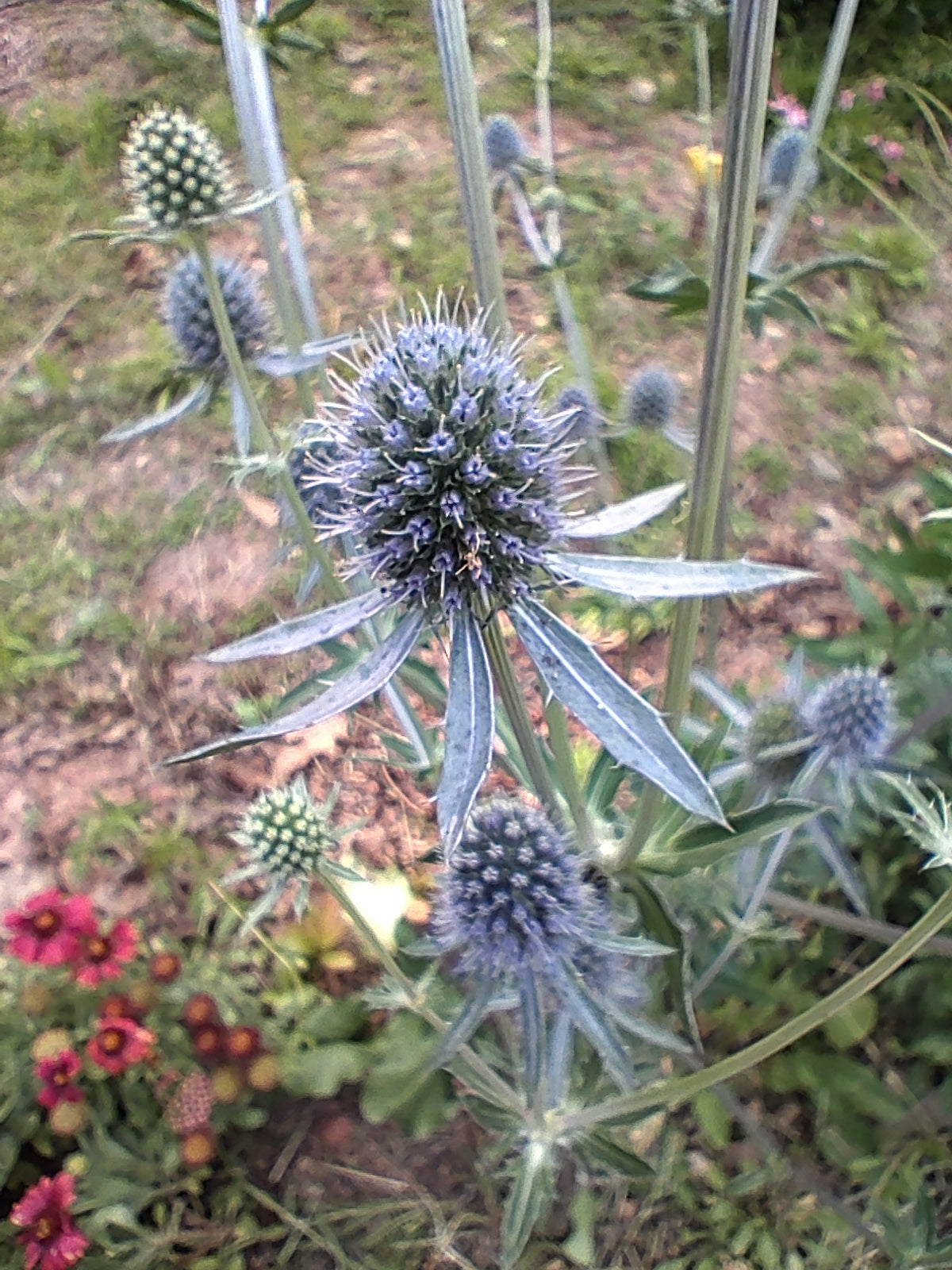 Sea Holly plant - Eryngium planum