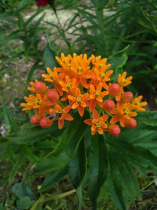 Butterfly Weed - Asclepias tuberosa