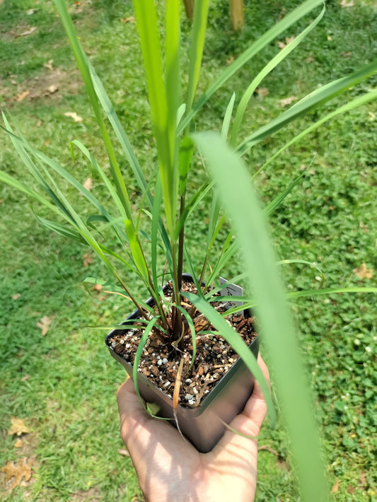 Lemongrass - Cymbopogon flexuosus