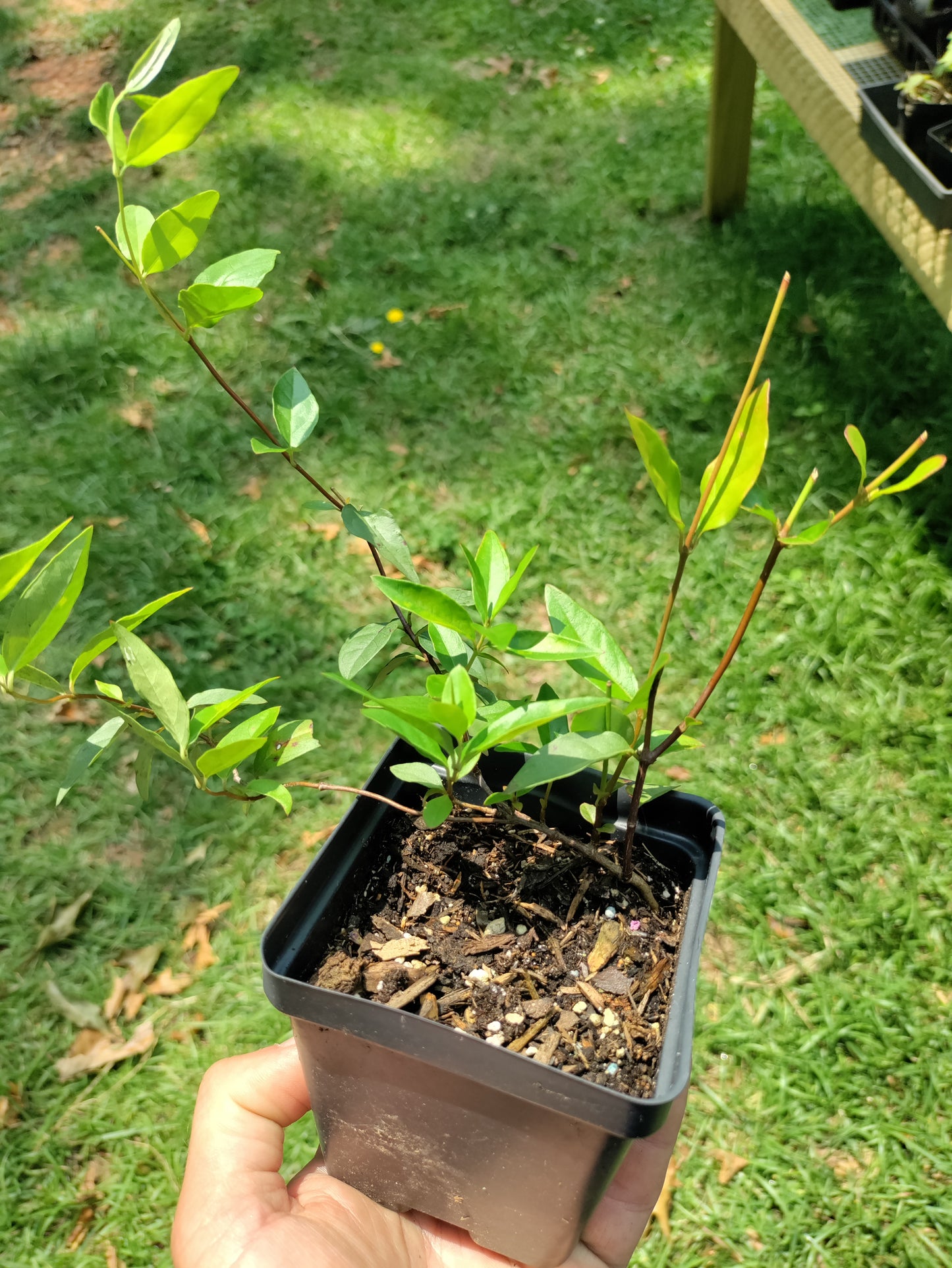 Carolina Jessamine - Gelsemium sempervirens