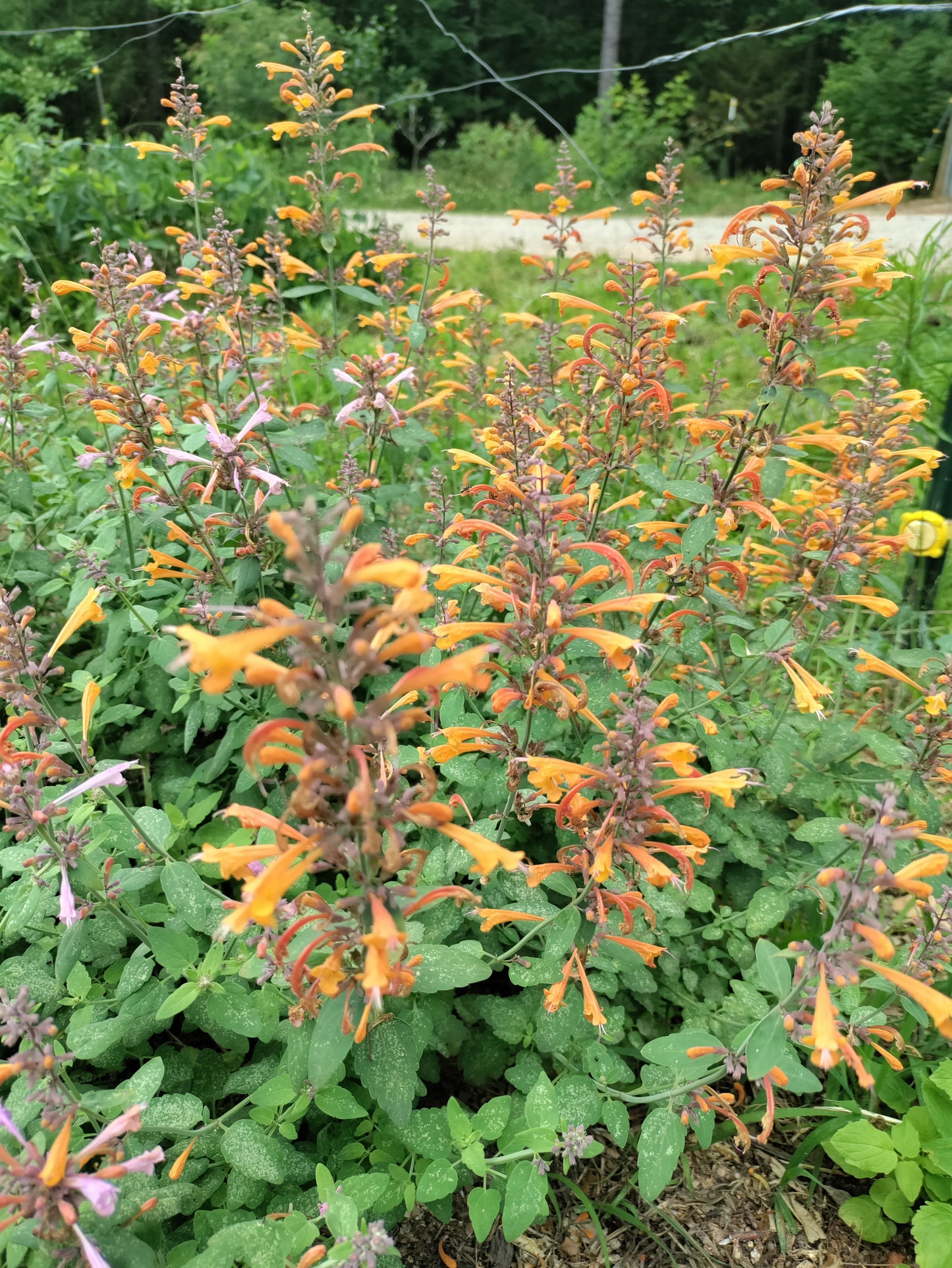 Agastache Arizona Sandstone - Hummingbird Mint