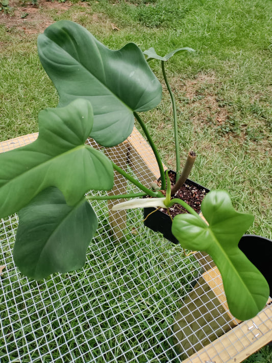Horsehead Philodendron - Philodendron bipennifolium