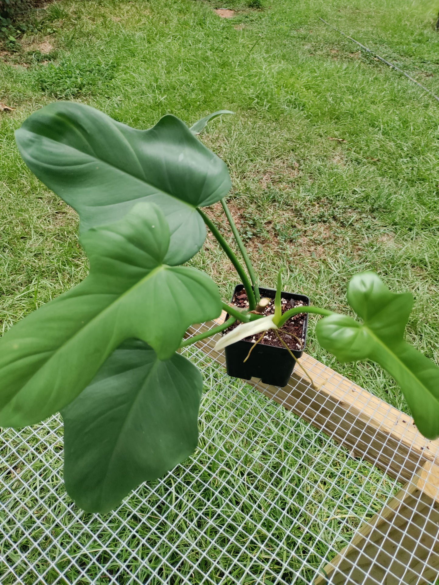 Horsehead Philodendron - Philodendron bipennifolium