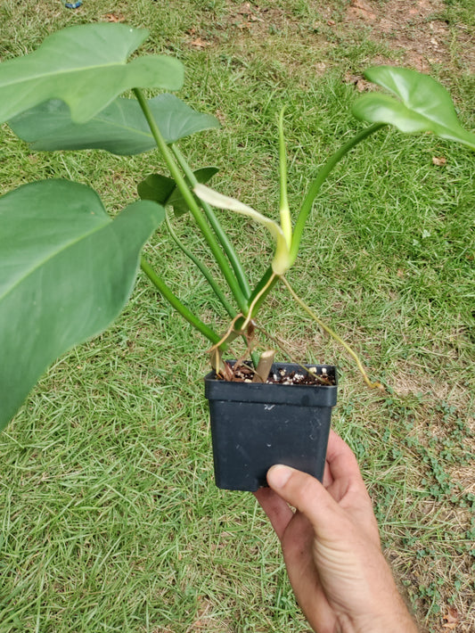 Horsehead Philodendron - Philodendron bipennifolium