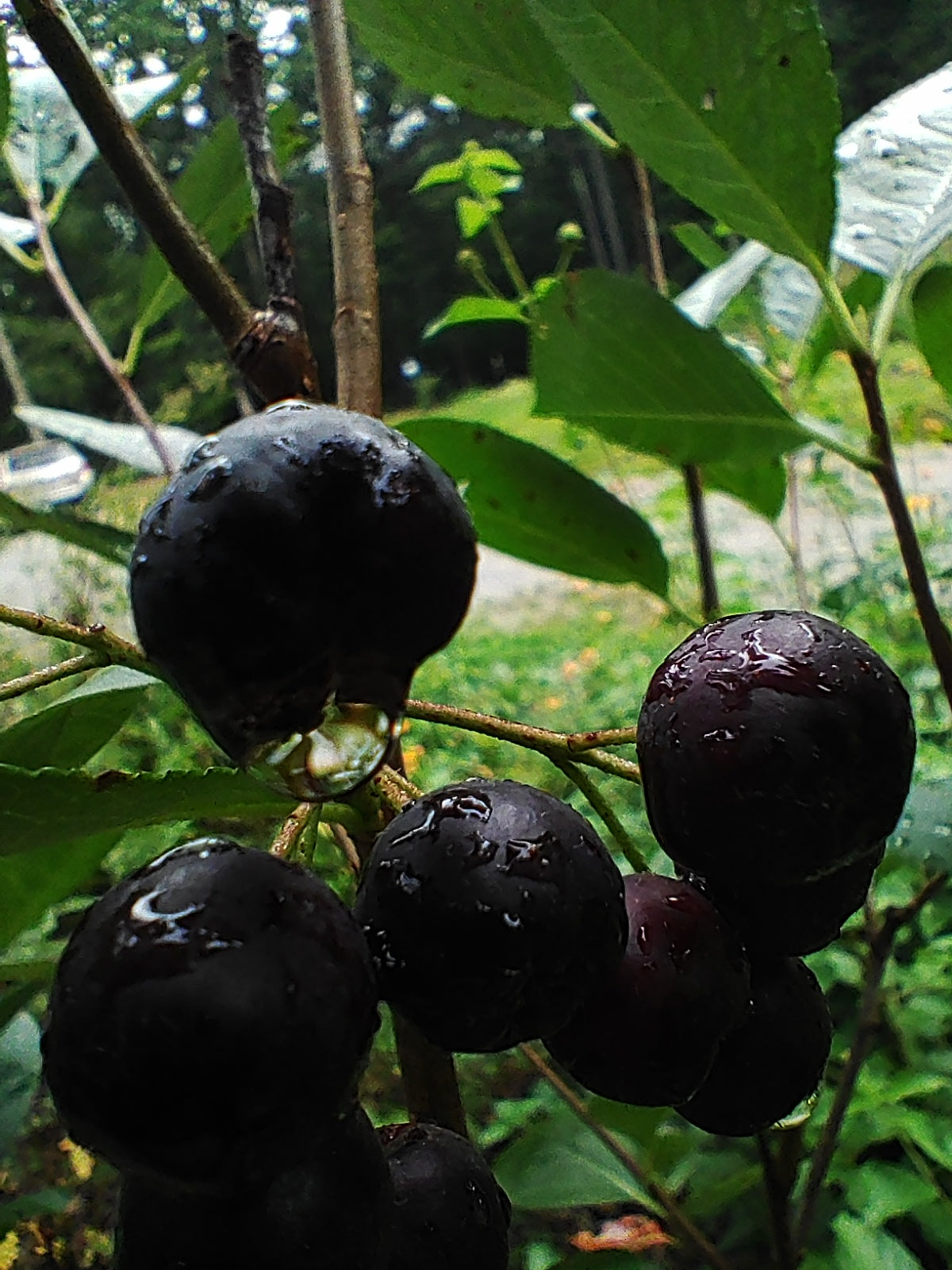 Aronia 'Viking' - Aronia melanocarpa