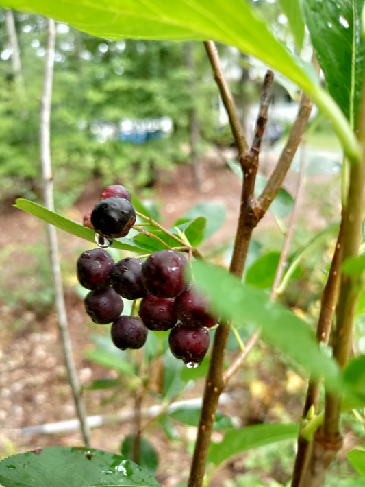 Aronia 'Viking' - Aronia melanocarpa