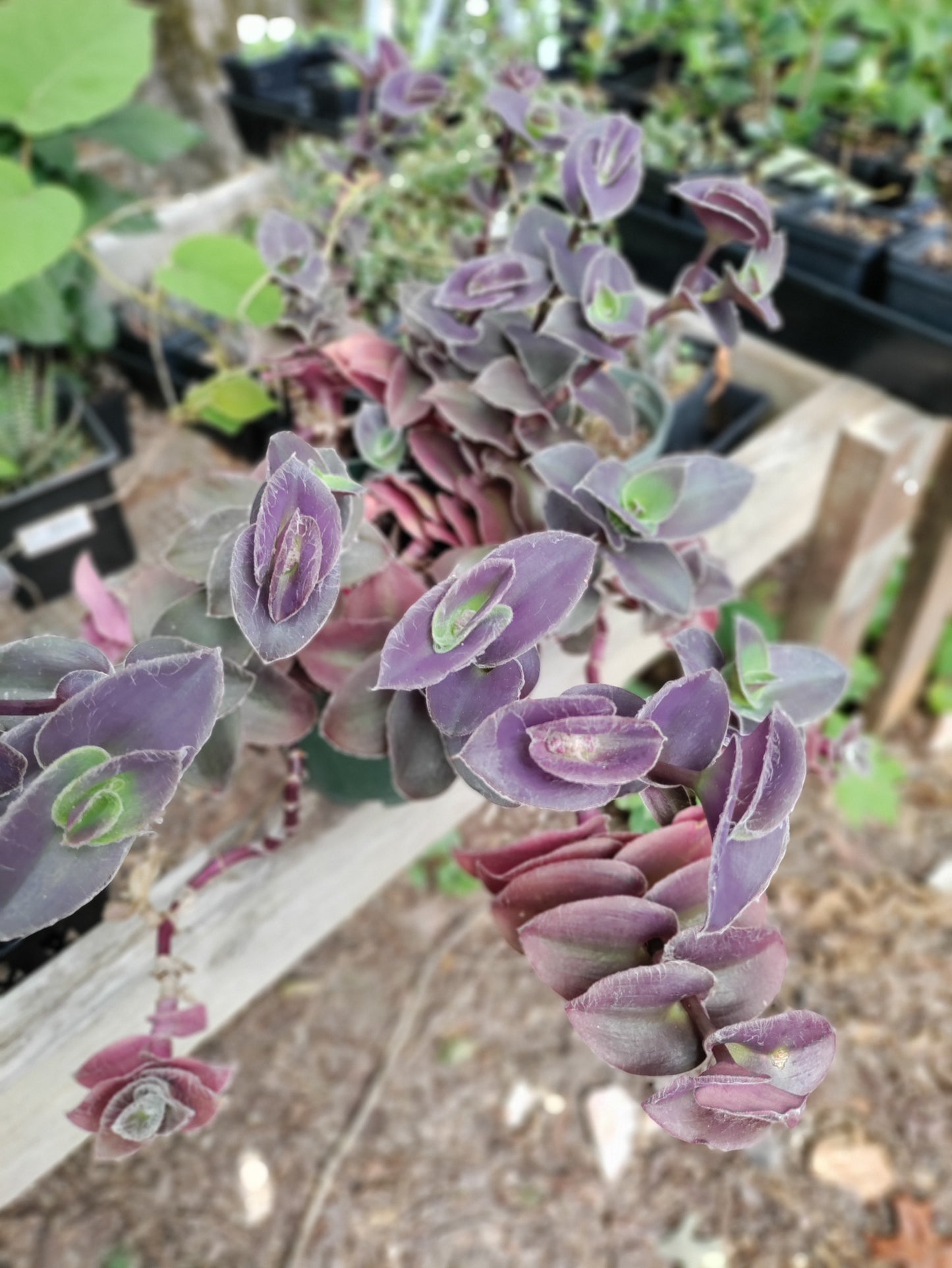 Tradescantia 'Pale Puma' - Wandering Jew