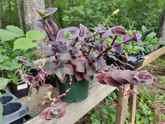 Tradescantia 'Pale Puma' - Wandering Jew