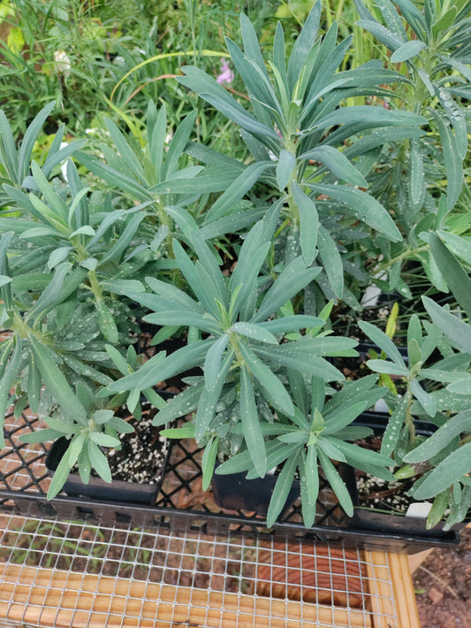 Euphorbia characias 'Mediterranean Spurge'