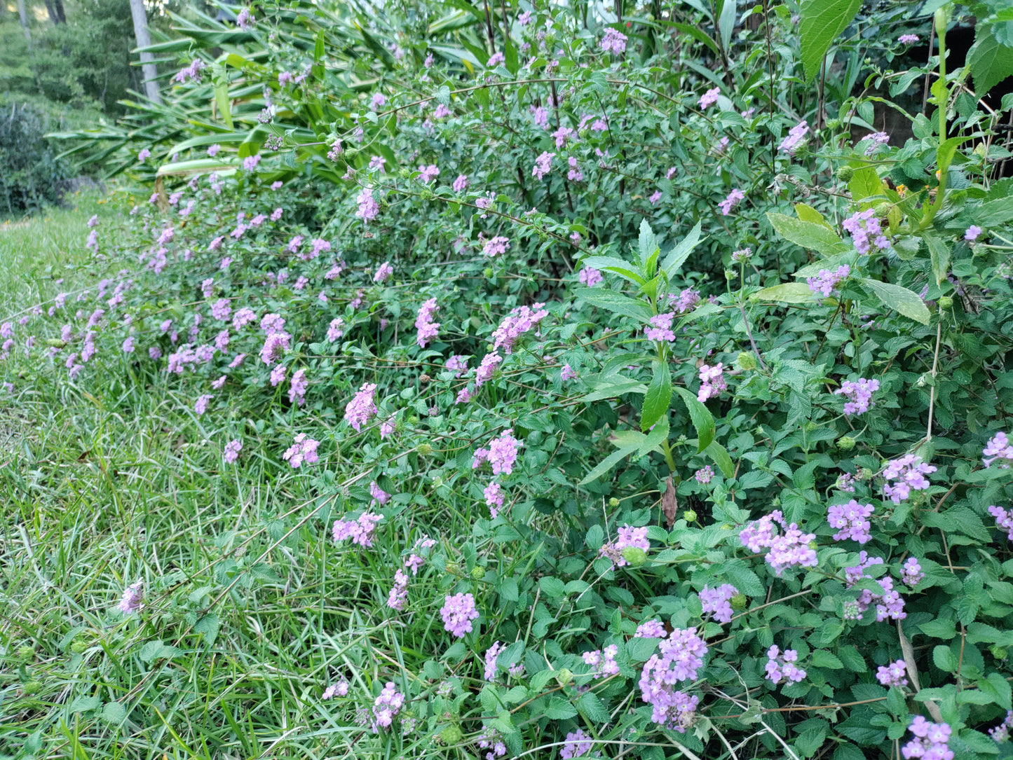 Lantana trailing purple - Lantana montevidensis