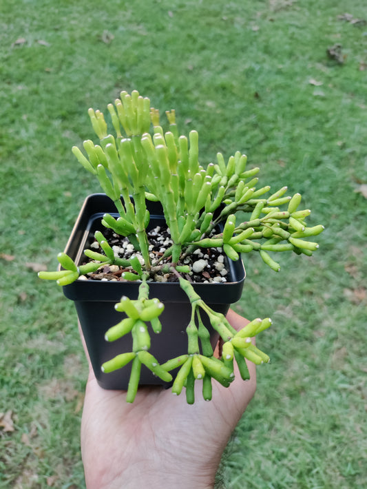 Dancing Bones Cactus - Hatiora salicornioides