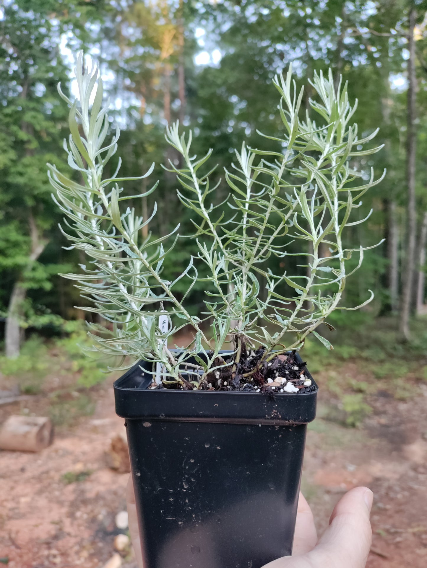 Curry Plant - Helichrysum italicum