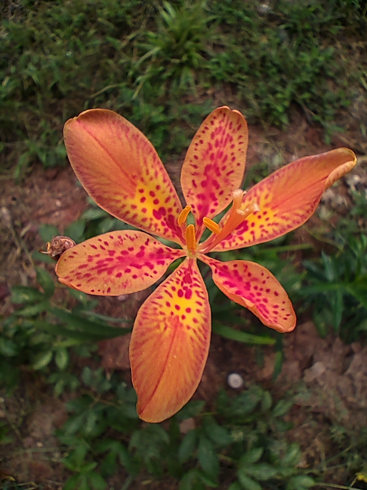 Blackberry Lily - Iris domestica