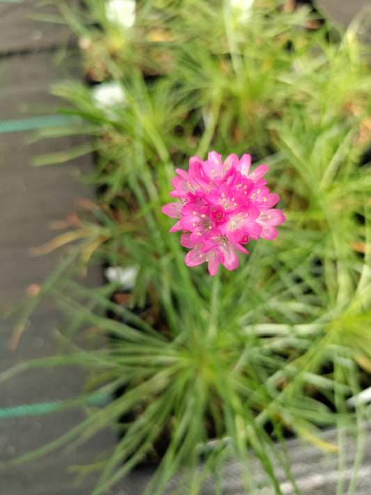 Sea Thrift, Pink - Armeria maritima