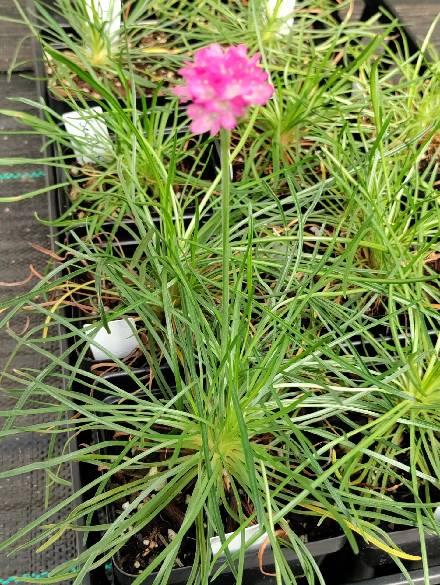 Sea Thrift, Pink - Armeria maritima