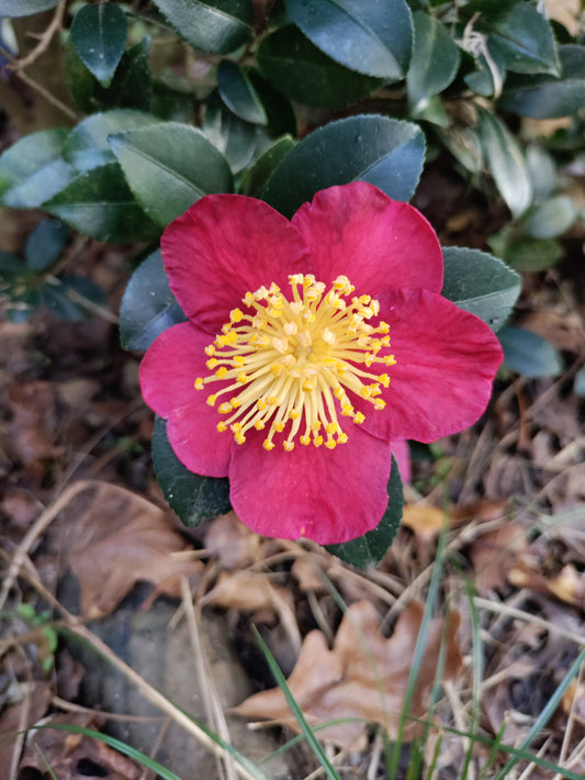 Camellia 'Yuletide' - Camellia sasanqua