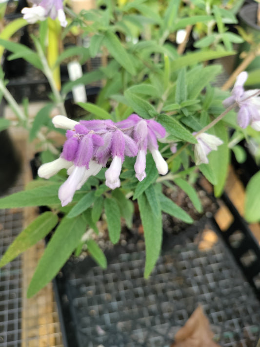 Mexican Sage - Salvia leucantha