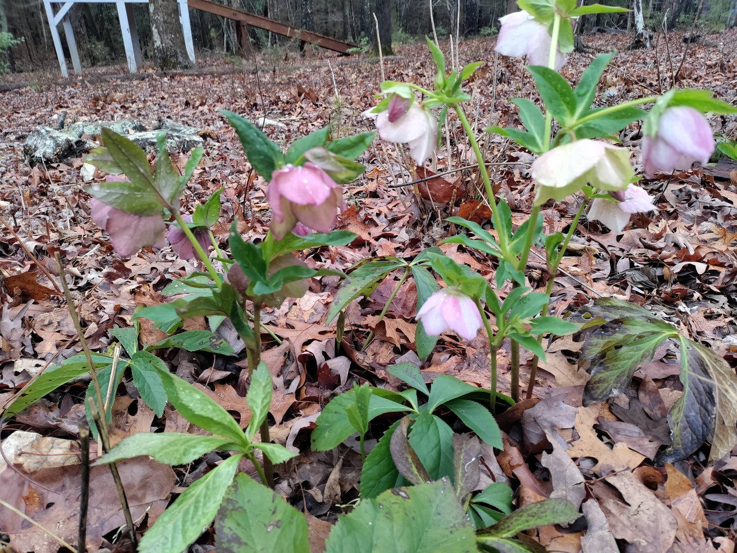 Lenten Rose, Hellebore - Mixed colors