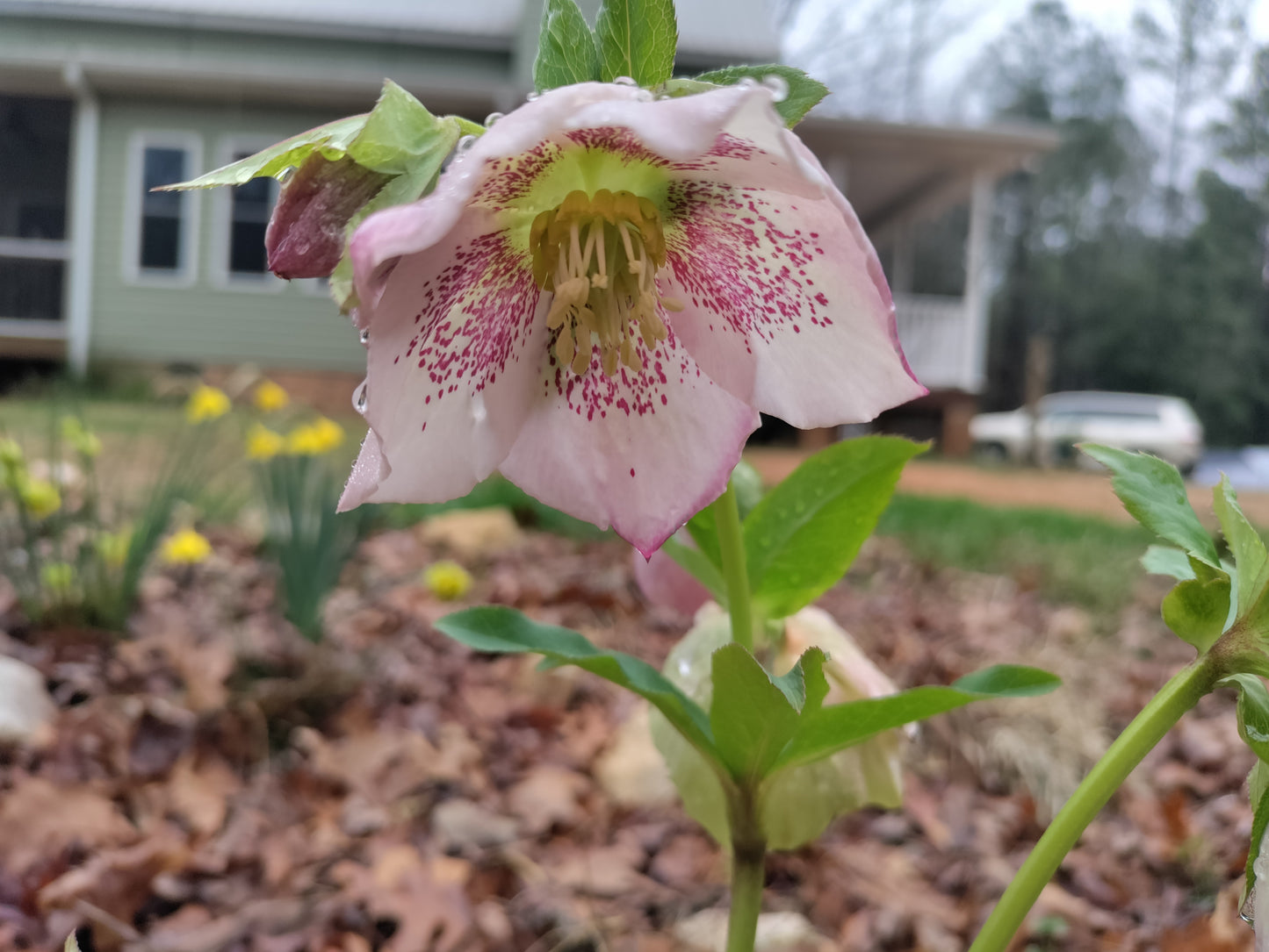 Lenten Rose, Hellebore - Mixed colors