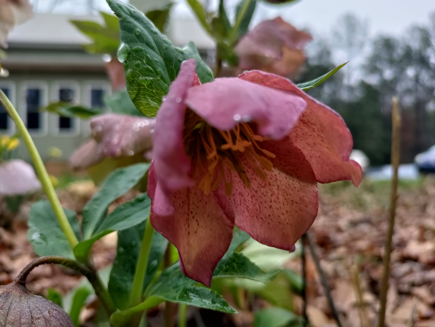 Lenten Rose, Hellebore - Mixed colors