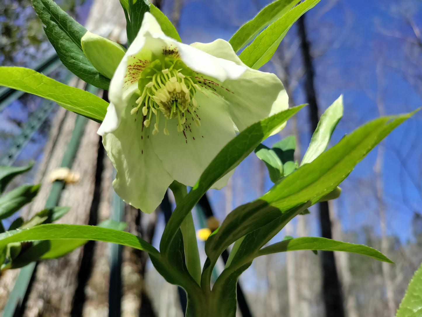 Lenten Rose, Hellebore - Mixed colors