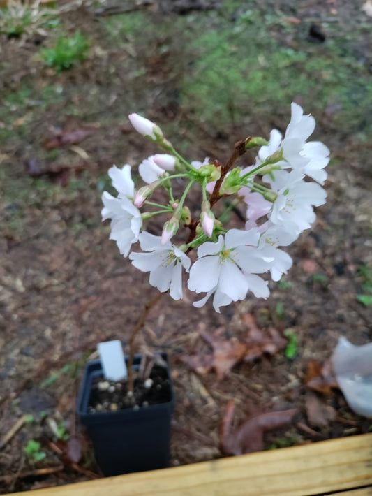 Yoshino Cherry - Prunus x yedoensis
