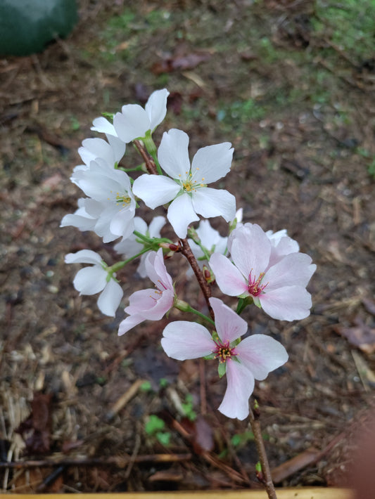 Yoshino Cherry - Prunus x yedoensis