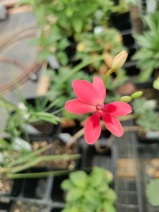 False Freesia, red - Freesia laxa