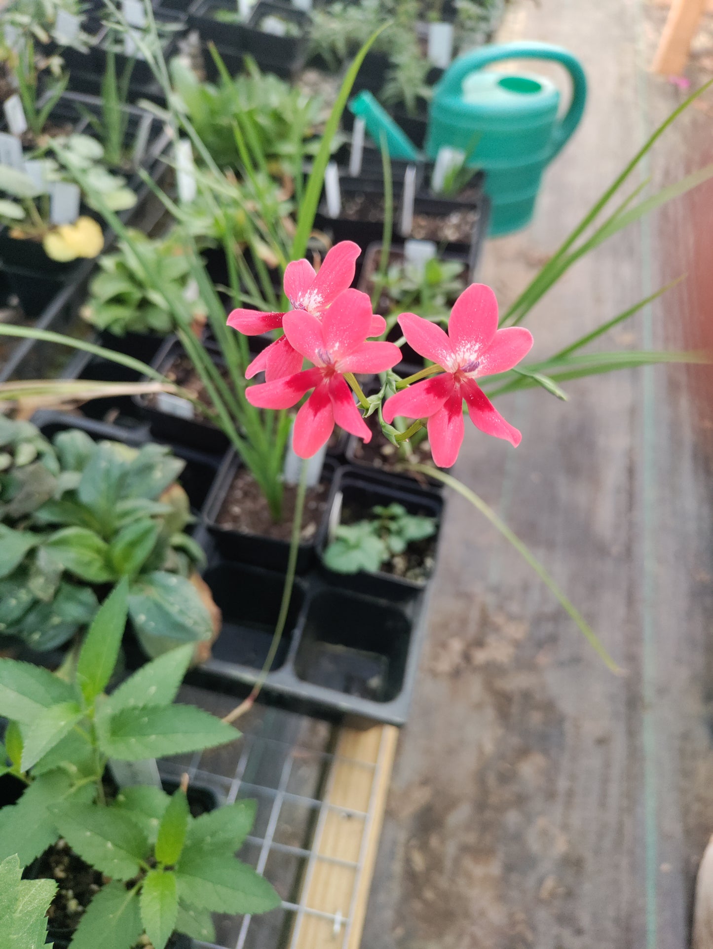 False Freesia, red - Freesia laxa