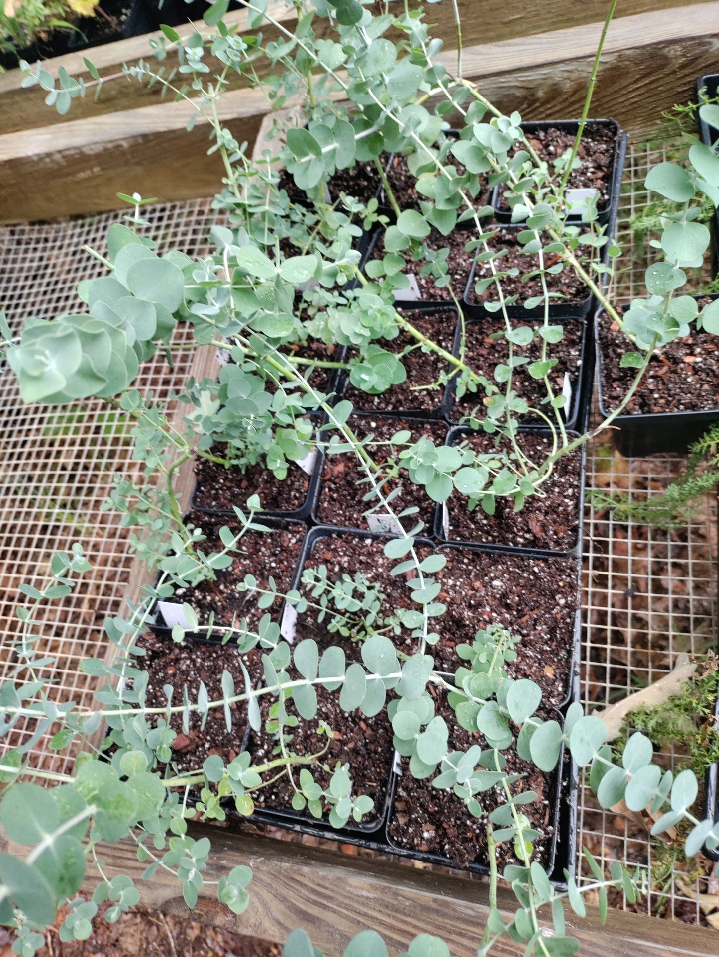 Eucalyptus 'Baby Blue'- Eucalyptus pulverulenta