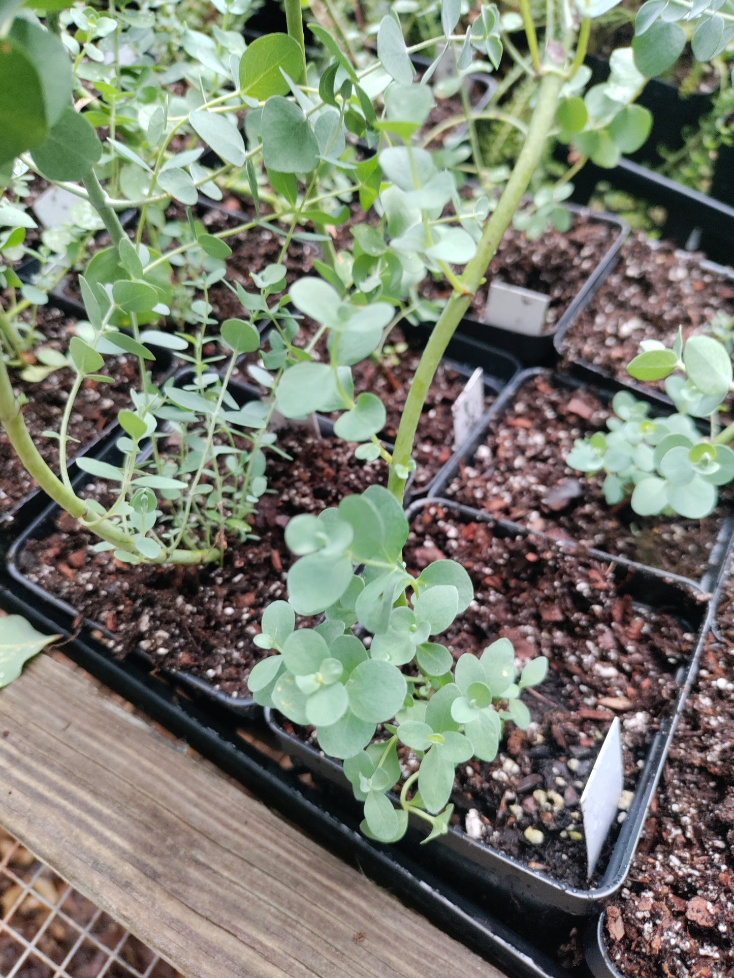 Eucalyptus 'Baby Blue'- Eucalyptus pulverulenta