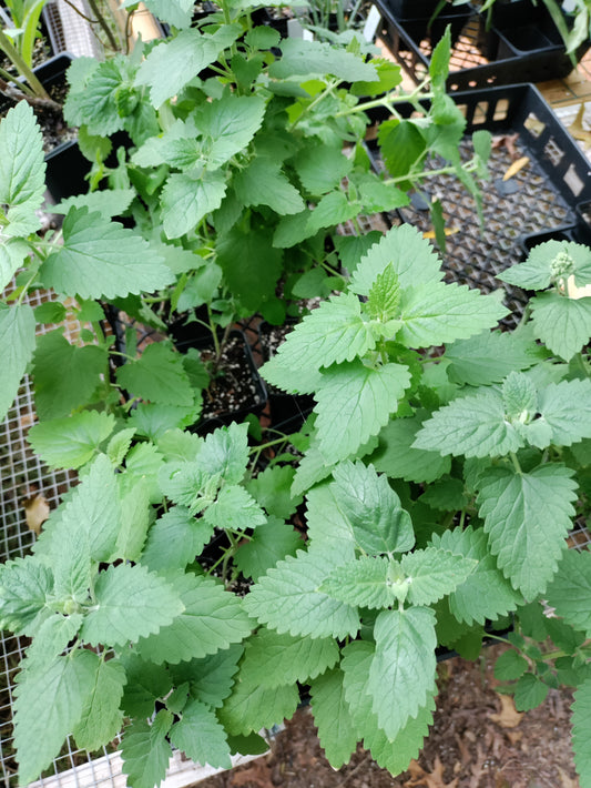 Catnip - Nepeta cateria