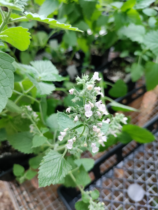 Catnip - Nepeta cateria