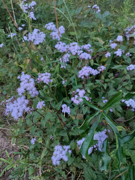 Blue Mistflower - Conoclinium coelestinum