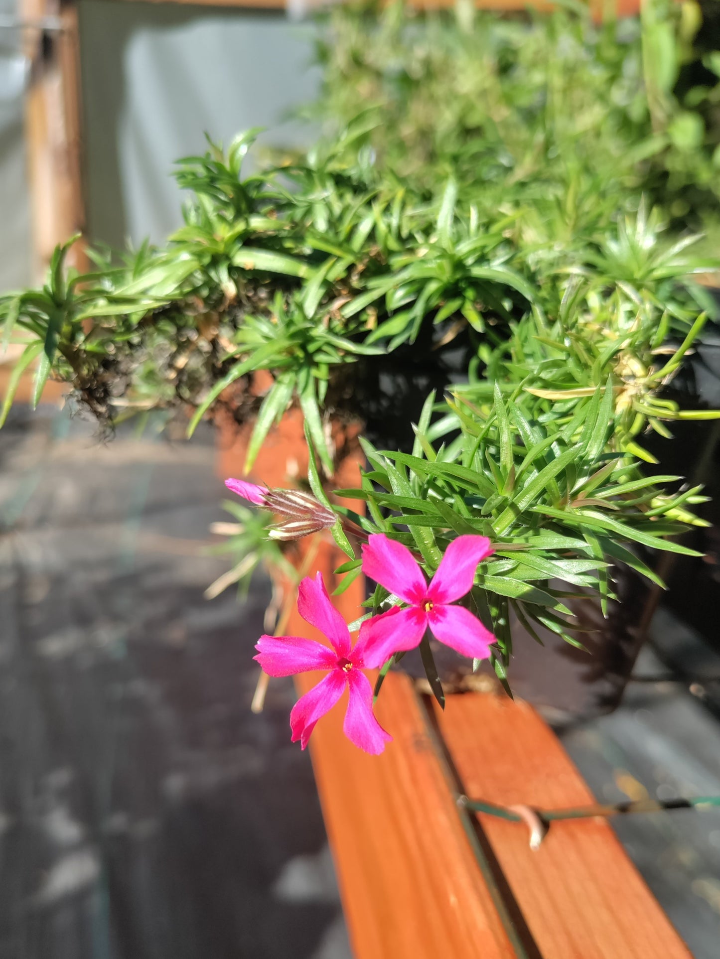 Creeping Phlox Dark Pink - Phlox subulata