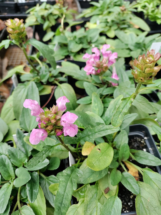 Prunella 'Bella Deep Rose' - Prunella grandiflora