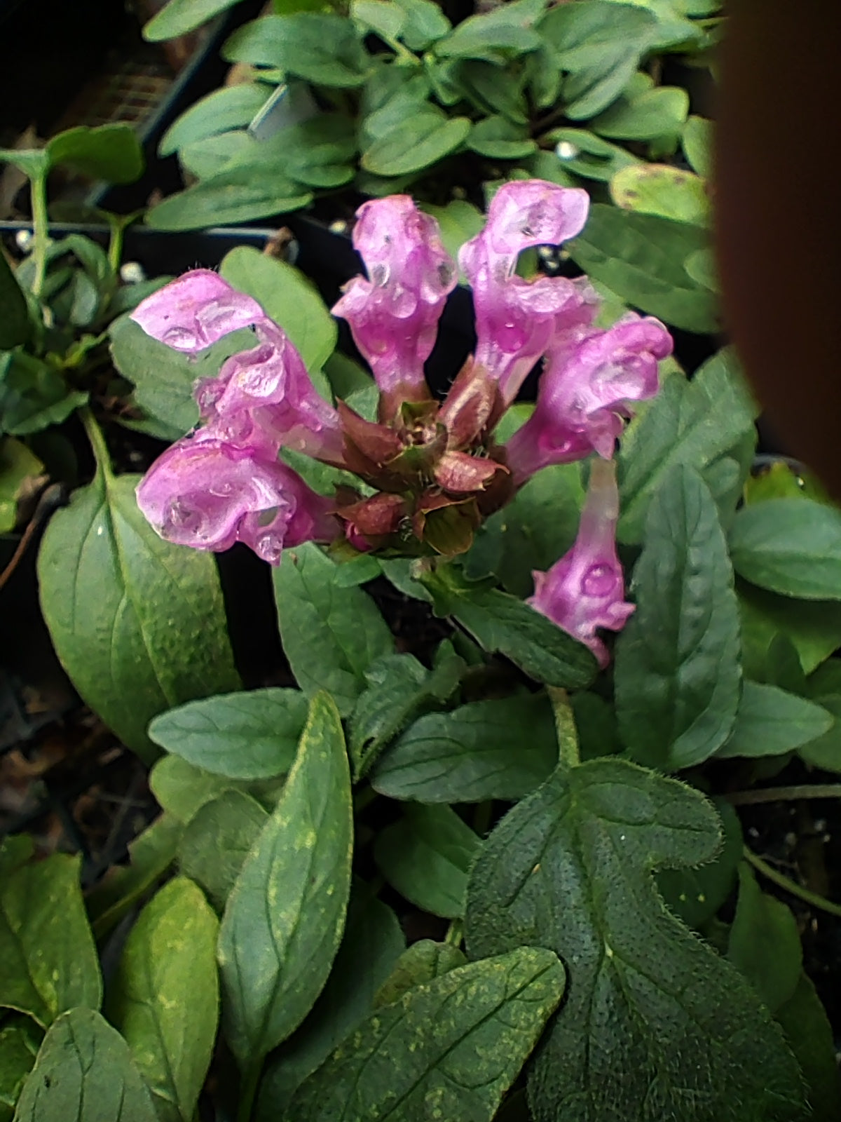 Prunella 'Bella Deep Rose' - Prunella grandiflora