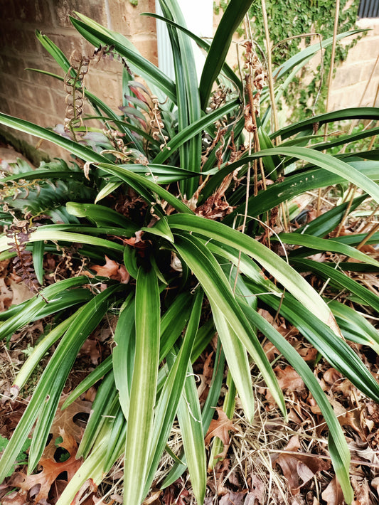 Japanese Sacred Lily 'Galle' - Rohdea japonica