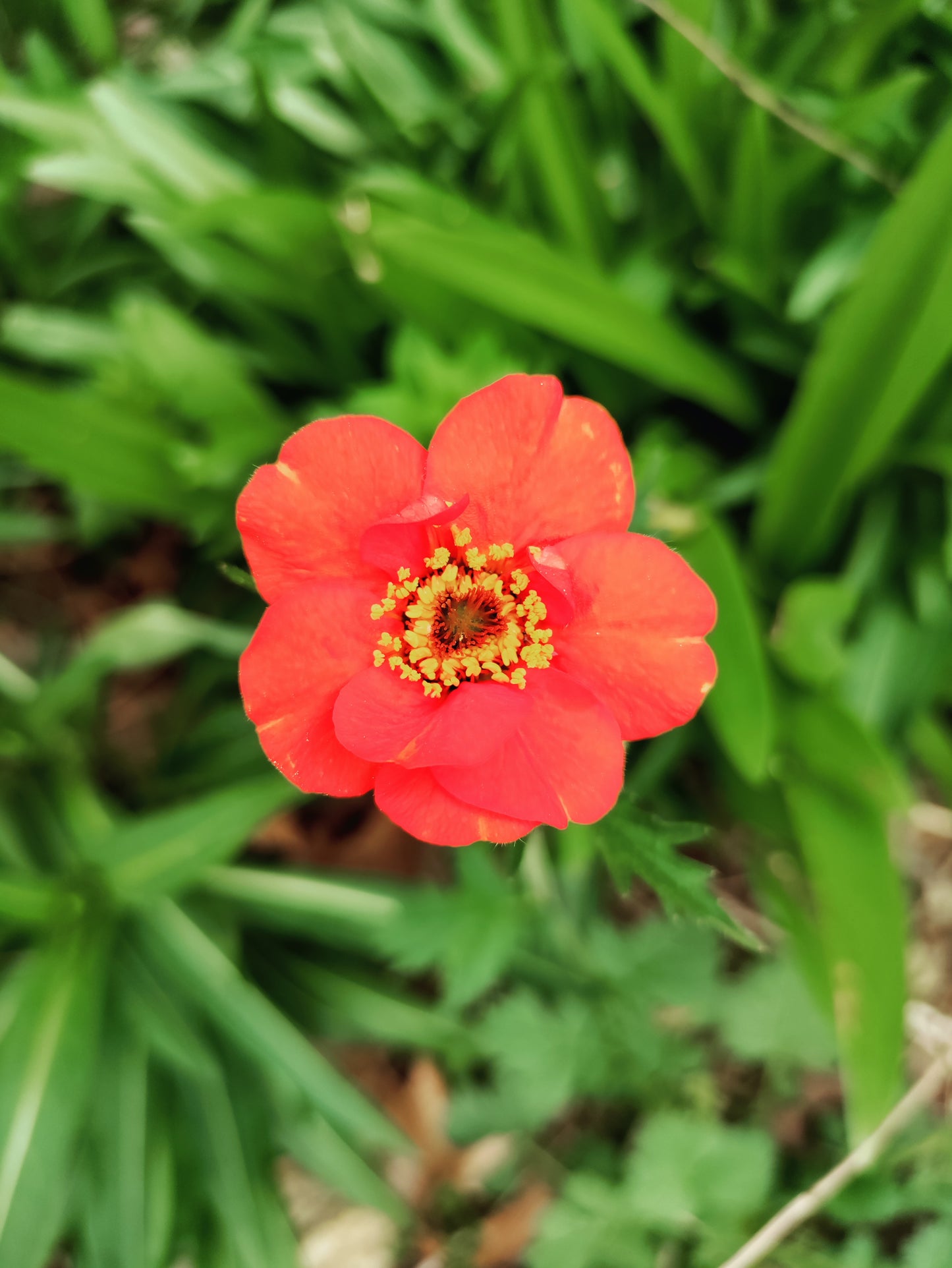 Geum 'Mrs. Bradshaw' - Avens