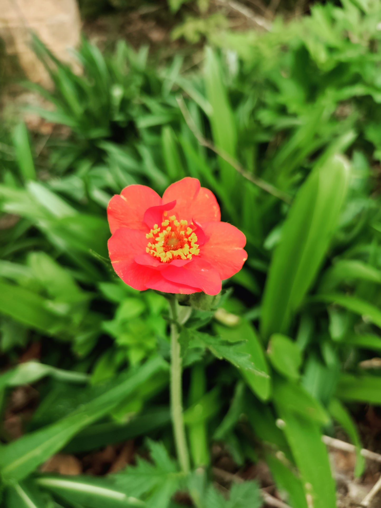Geum 'Mrs. Bradshaw' - Avens