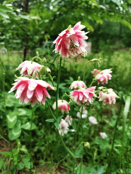 Columbine Nora Barlow - Aquilegia vulgaris