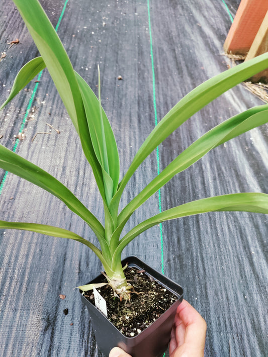Renga Lily - Arthropodium Cirratum