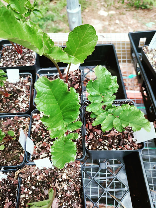 Hardy Gloxinia Pink - Incarvillea delavayi