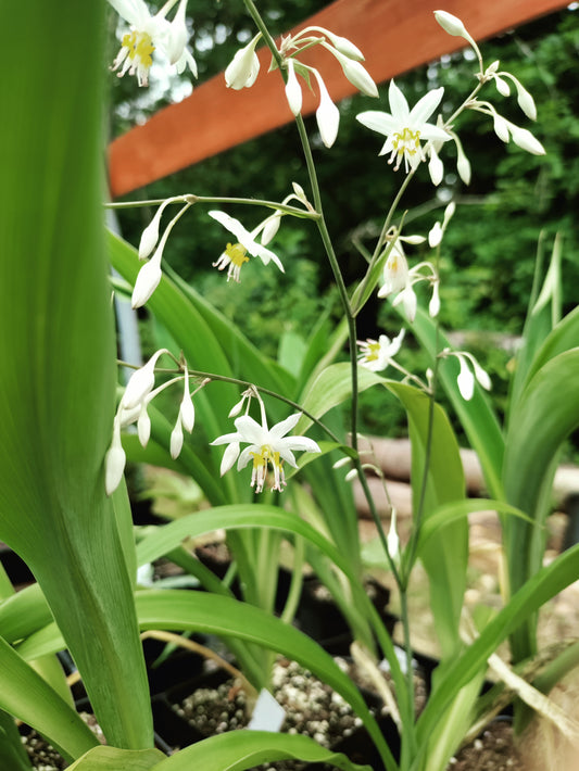 Renga Lily - Arthropodium Cirratum