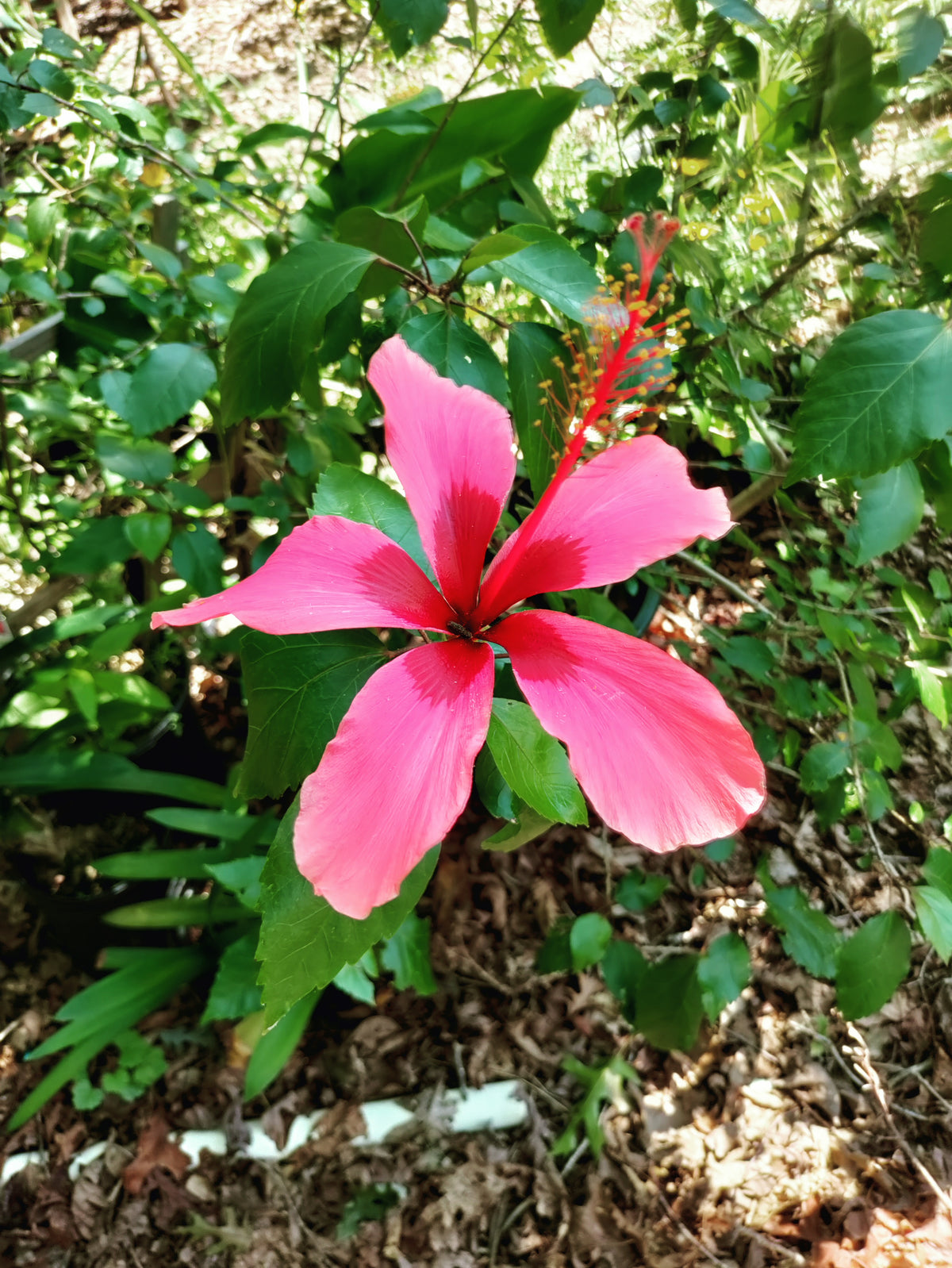 Hibiscus 'Fiji Islands' - Hibiscus rosa-sinensis