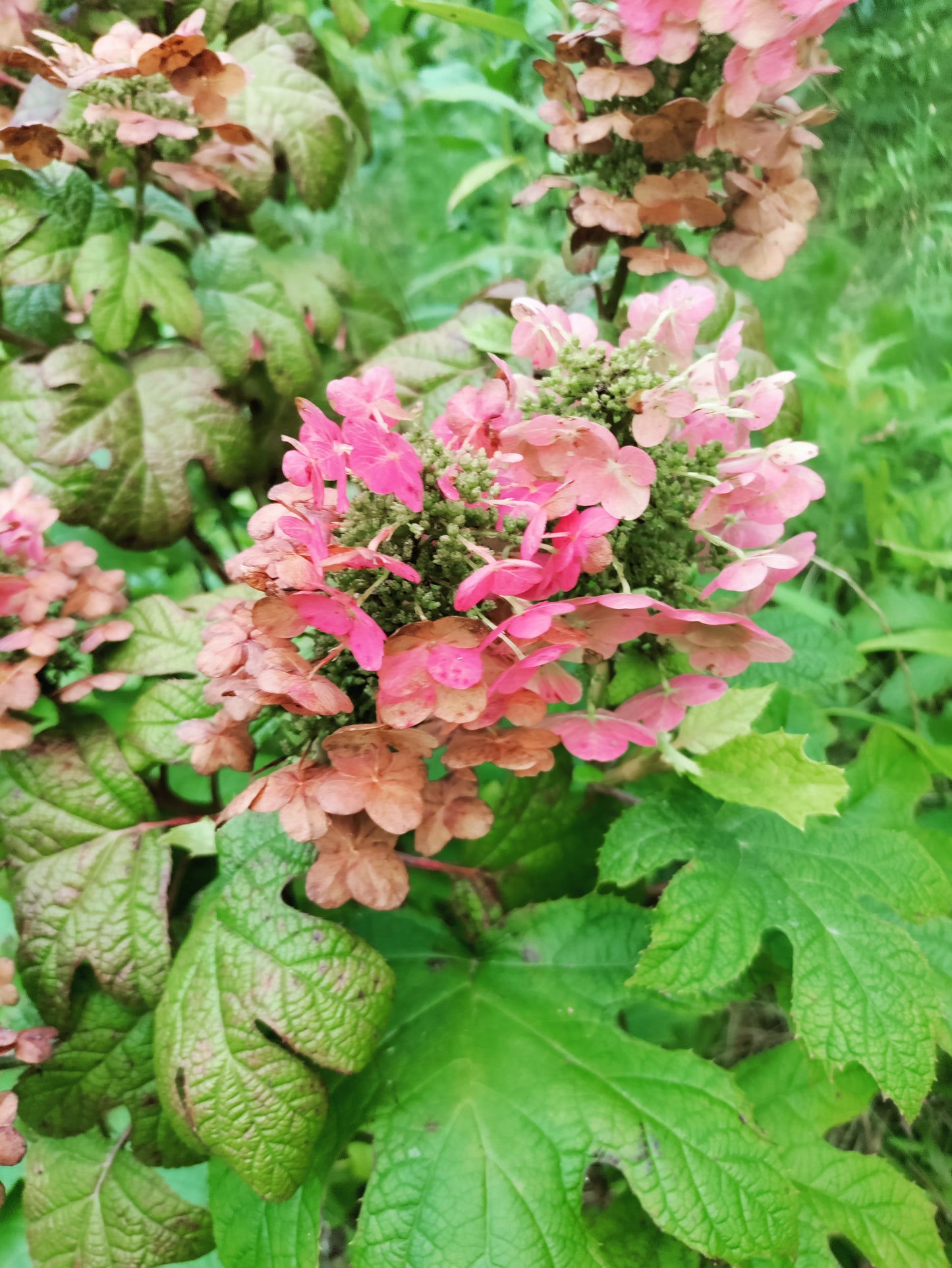 Hydrangea 'Ruby Slippers' - Hydrangea quercifolia