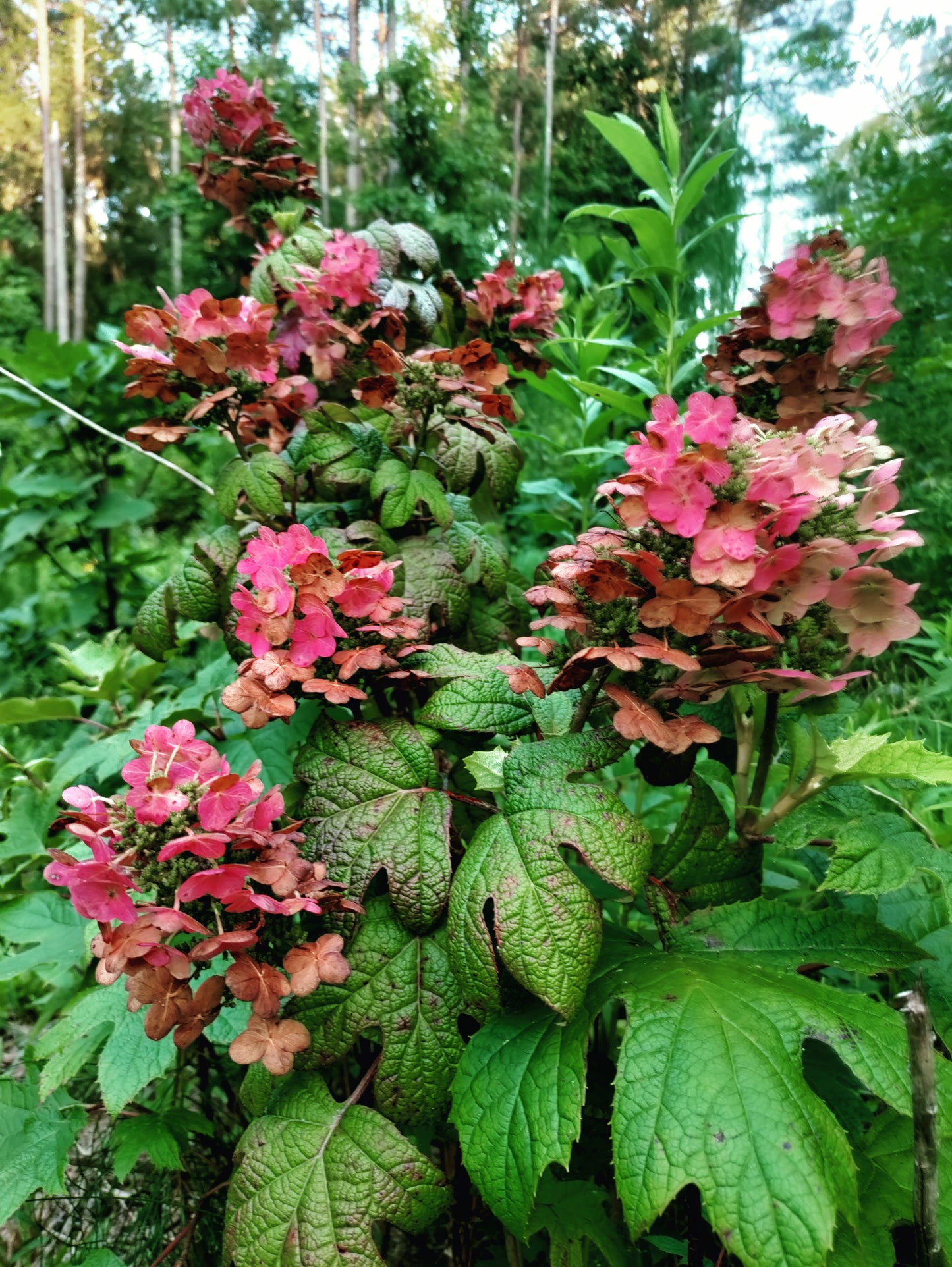 Hydrangea 'Ruby Slippers' - Hydrangea quercifolia