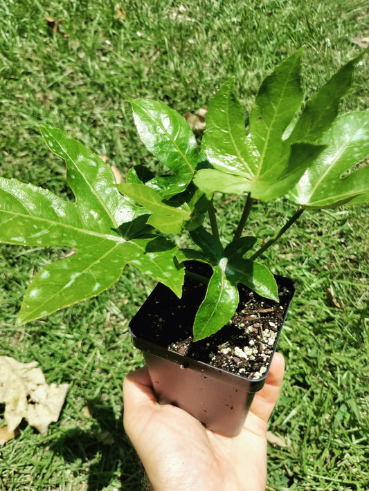 Fatsia japonica - Japanese Aralia